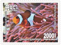 False Clownfish (Amphiprion ocellaris)