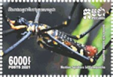 Nephila cavipes