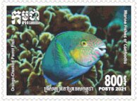 Orange-Cheeked Papeigen (Cetoscarus ocellatus)