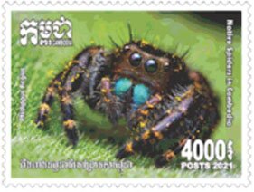 Stamp, Phidippus regius, Cambodia,  , Spiders