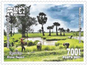 Rice Fields