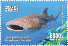 Whale Shark (Rhincodon typus)