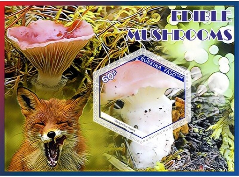 Edible mushrooms