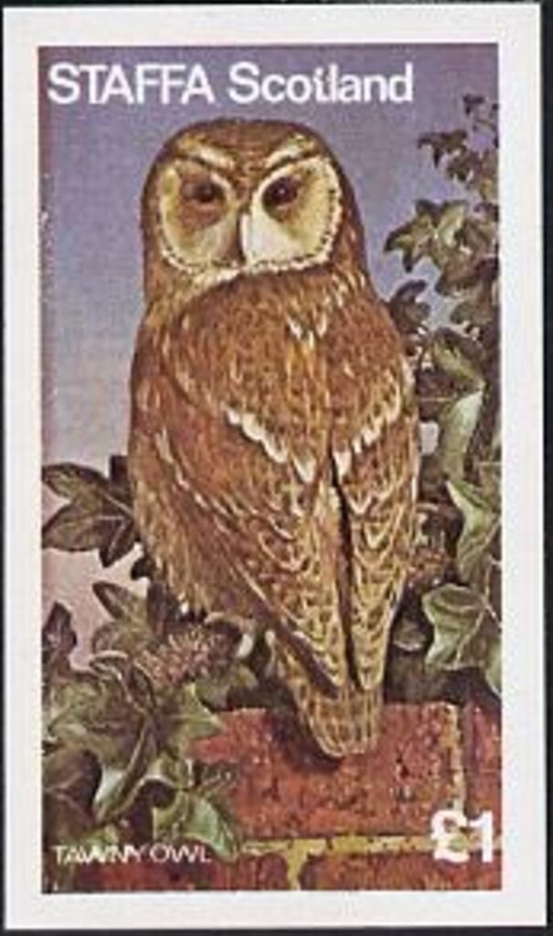 Owl