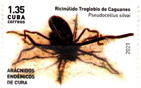 Pseudocellus silvai