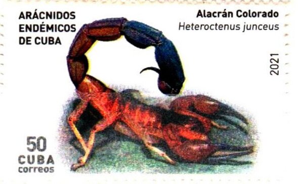 Red Scorpion (Heteroctenus junceus)