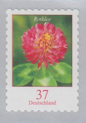 Red Clover