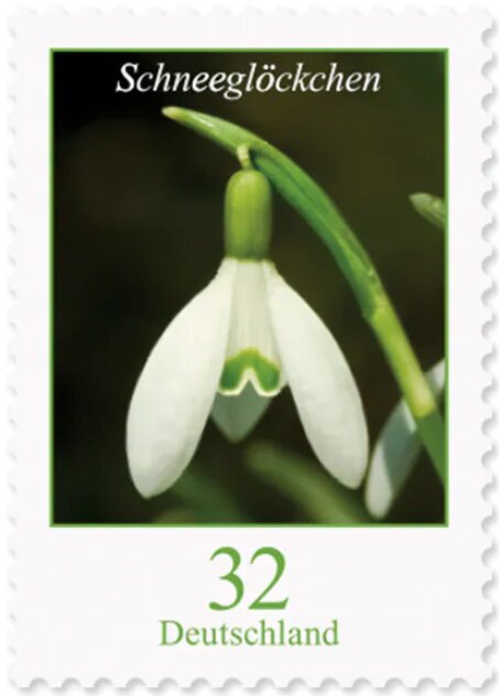 Snowdrop
