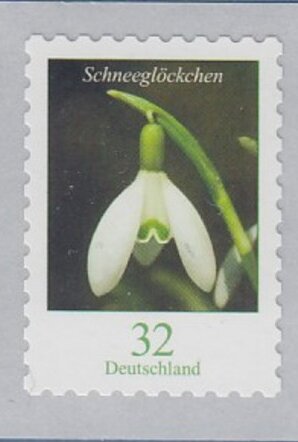 Snowdrop