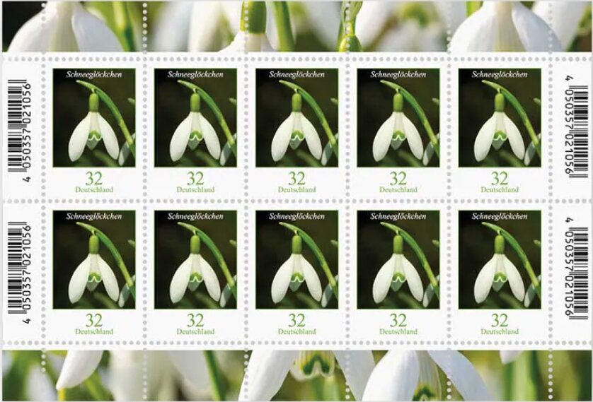 Snowdrop