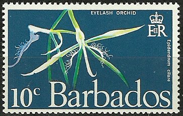 Epidendrum ciliare