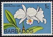 Cattleya gaskelliana (syn.Cattleya gaskelliana var.alba)