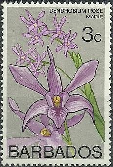 Dendrobium Rose Marie