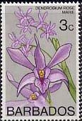 Dendrobium Rose Marie