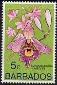 Myrmecophila humboldtii (syn.Schomburgkia humboldtii)