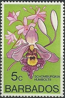 Myrmecophila humboldtii (syn.Schomburgkia humboldtii)