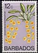 Ornithidium aggregatum (syn.Dendrobium aggregatum)