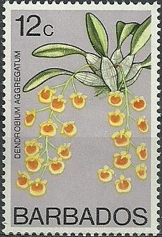 Ornithidium aggregatum (syn.Dendrobium aggregatum)