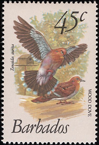 Zenaida Dove (Zenaida aurita)