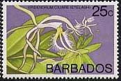 Epidendrum ciliare