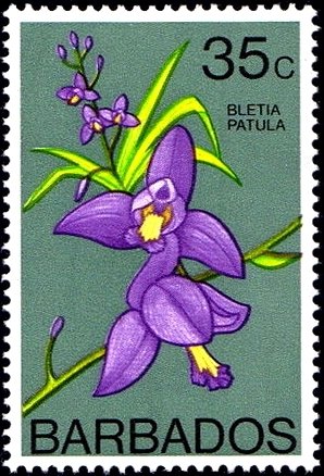 Bletia patula