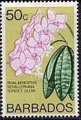 Phalaenopsis Sunset Glow