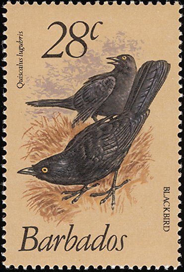 Carib Grackle (Quiscalus lugubris)