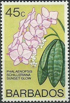 Phalaenopsis Sunset Glow