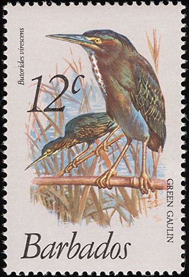 Green Heron (Butorides virescens)