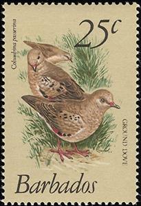Stamp, Common Ground Dove (Columbina passerina), Barbados,  , Birds, Animals (Fauna)