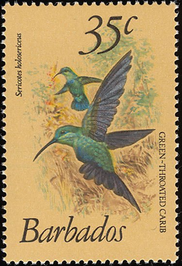 Green-throated Carib (Eulampis holosericeus)