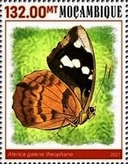 Aterica galene theophane