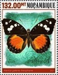Aterica galene theophane