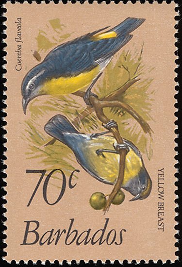 Bananaquit (Coereba flaveola)