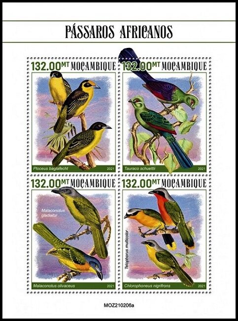 Birds of Africa