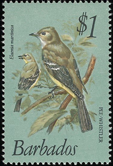 Caribbean Elaenia (Elaenia martinica)