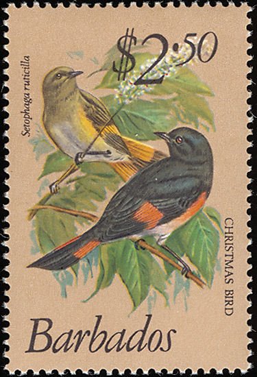 American Redstart (Setophaga ruticilla)
