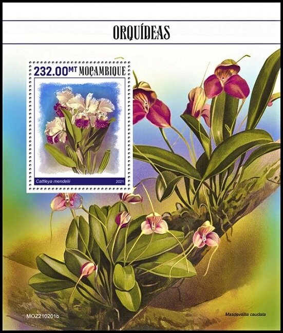 Cattleya mendelii