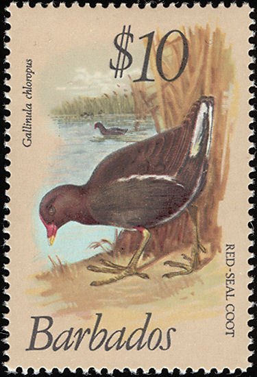 Common Moorhen (Gallinula galeata)