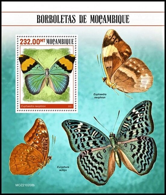 Euphaedra neophron