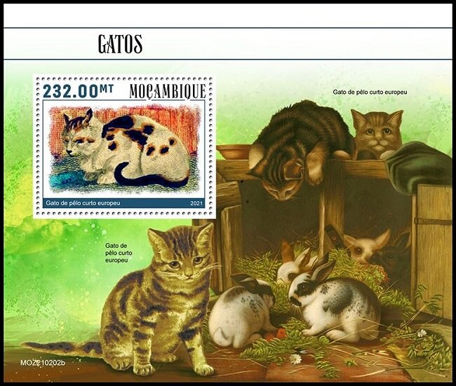 European shorthair