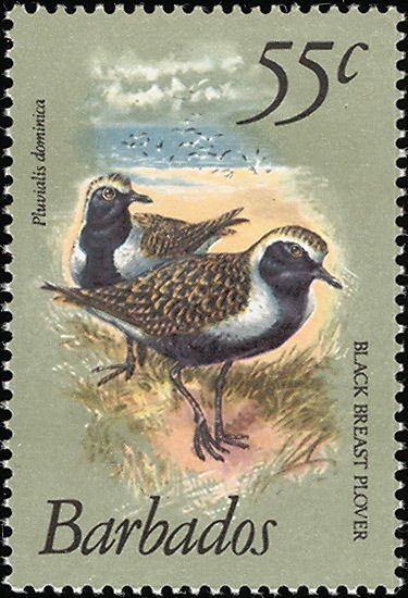 American Golden Plover (Pluvialis dominica)