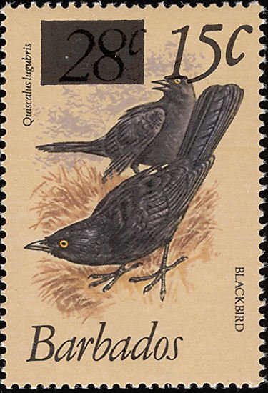 Carib Grackle (Quiscalus lugubris) - overprinted