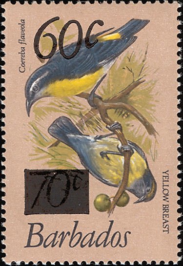 Bananaquit (Coereba flaveola) - overprinted