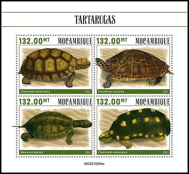 Turtles