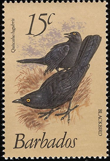 Carib Grackle (Quiscalus lugubris)