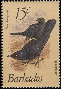 Stamp, Carib Grackle (Quiscalus lugubris), Barbados,  , Birds, Animals (Fauna)