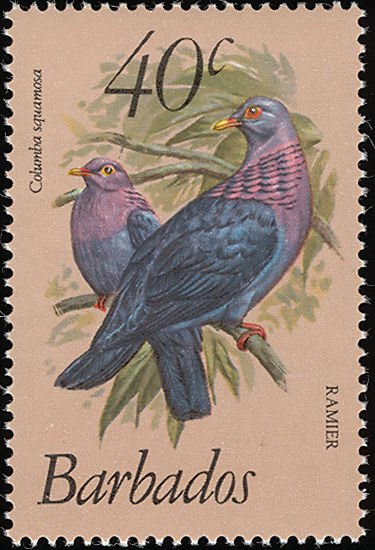 Scaly-naped Pigeon (Patagioenas squamosa)