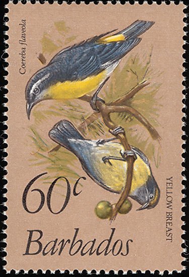Bananaquit (Coereba flaveola)