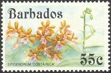 Epidendrum Costa Rica